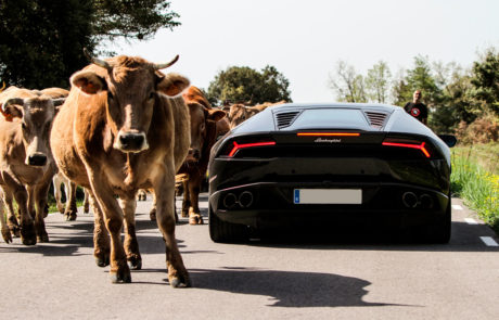 Vaca Lamborghini Ruta DME GT Club